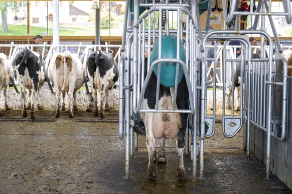 Toilettes pour vaches: l&#039;animal est stimulé dans la zone entre le pis et la vulve, ce qui déclenche un besoin urgent,