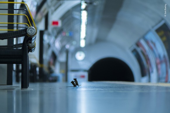 En 2019, le photographe Sam Rowley avait immortalisé deux rongeurs dans une posture presque identique sur un quai du métro londonien.