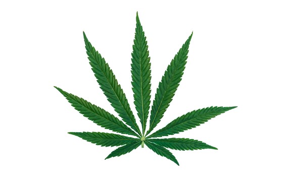 Une feuille de cannabis.