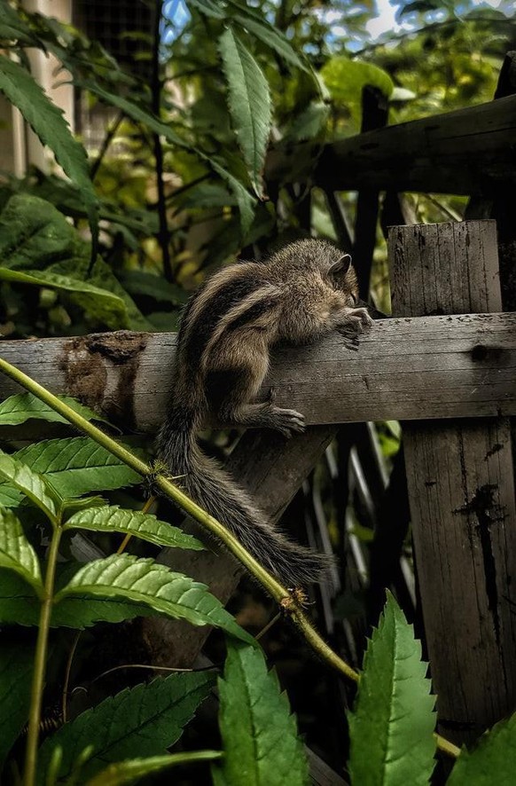 cute news animal tier

https://www.reddit.com/r/squirrels/comments/s1eab0/found_this_little_one_sleeping_on_my_fence/