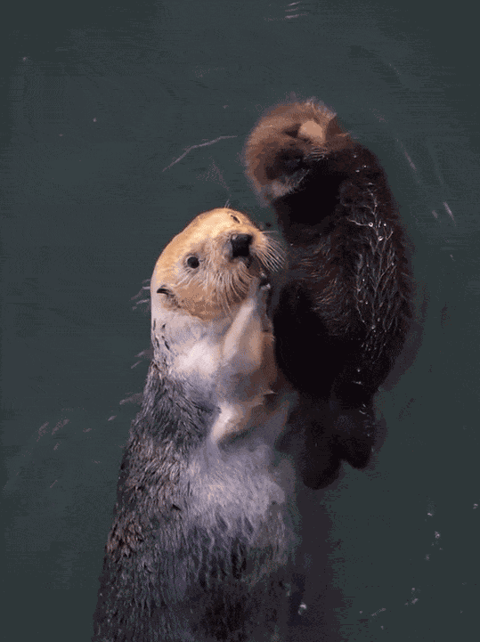 GIF animé