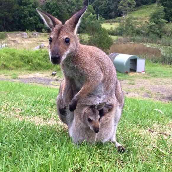 cute news animal tier wallaby australien

https://imgur.com/gallery/HCkZrFs