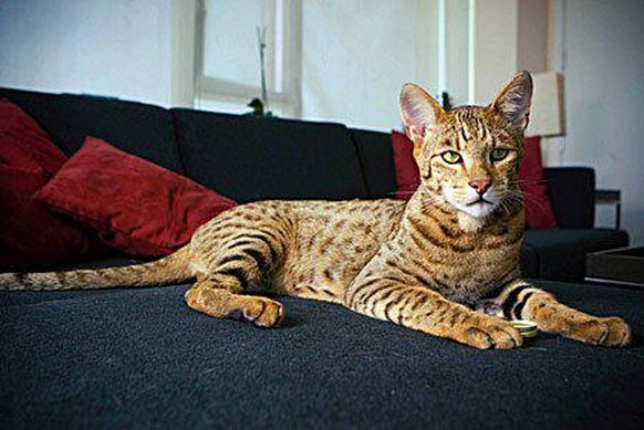 <strong>Lui en vrai il est pas mal. Mais c'est son prix qui est moche: entre 20 000 et 100 000 balles. Et il est stérile, même pas moyen de lui faire faire des chatons pour rembourser le prêt bancaire de son acquisition.</strong>