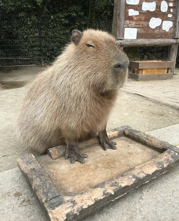 cute news tier capybara

https://imgur.com/t/capybara/DdQTq10