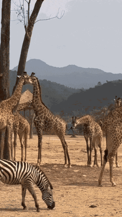 GIF animé