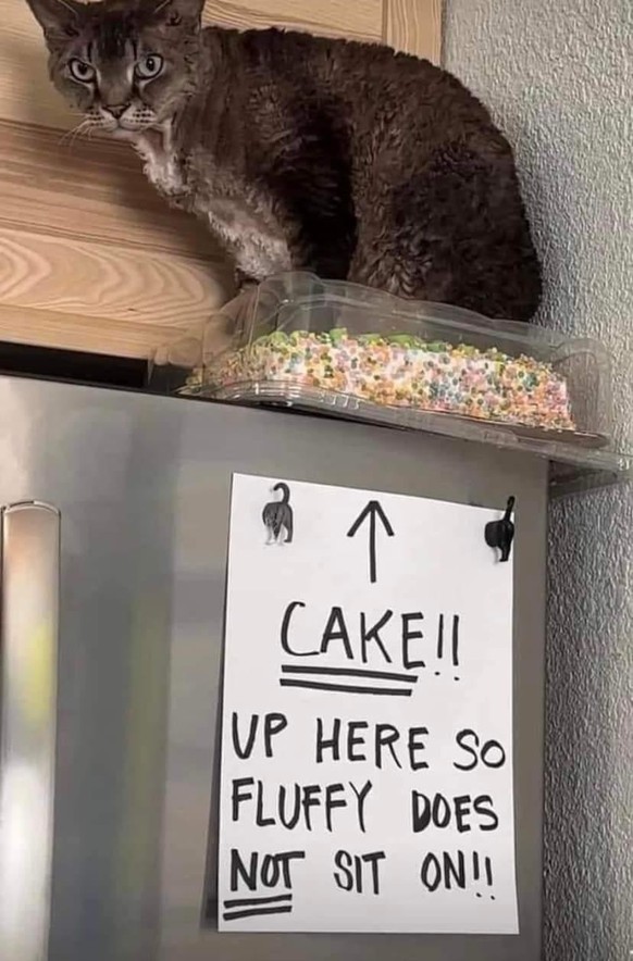 Faildienstag: Katze sitzt auf verstecktem Kuchen