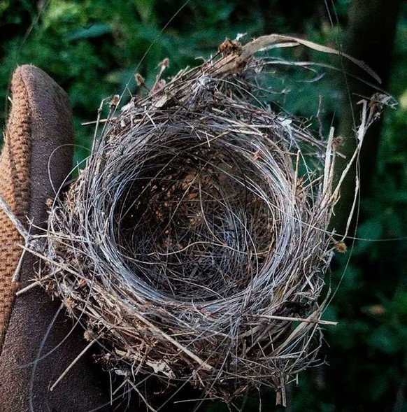 Un nid fabriqué avec des câbles de fibre optique.