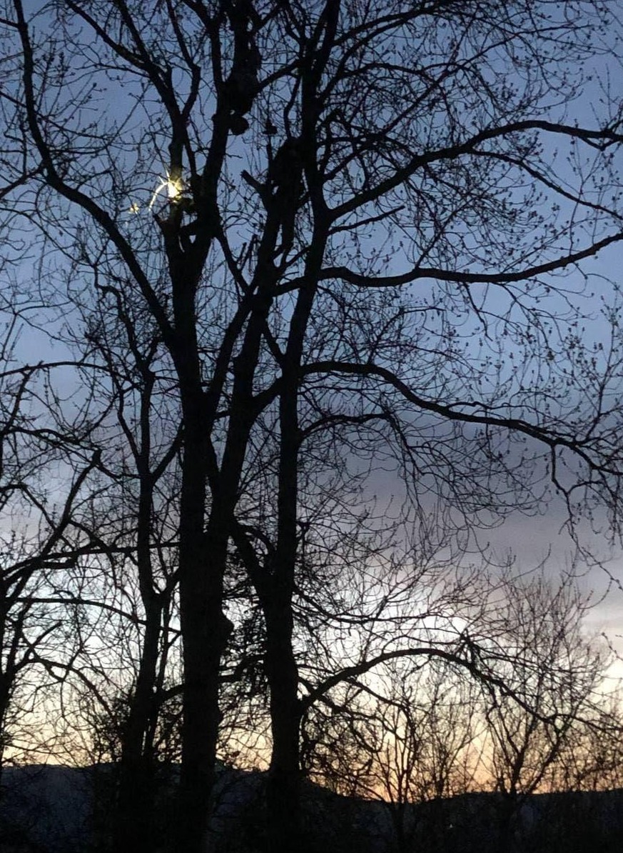 Une image des deux personnes encore dans leur hamac, perché dans un arbre de la ZAD de la colline du Mormont. Cette photo anonyme date de la nuit de jeudi à vendredi.