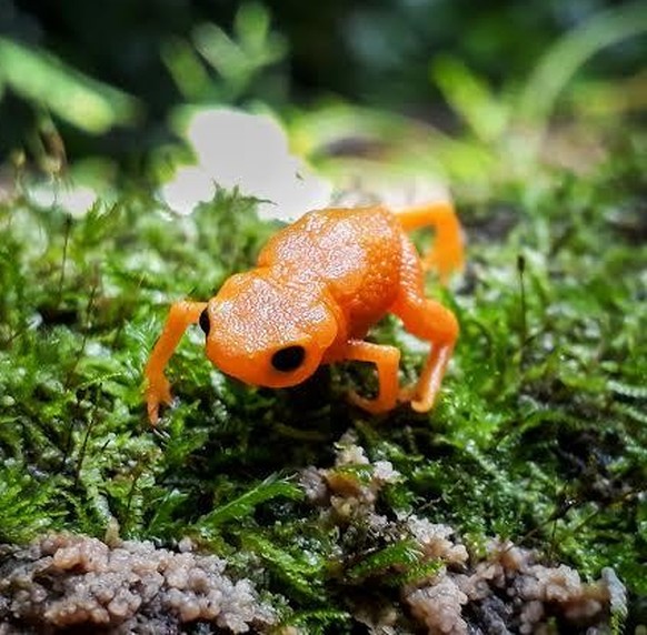 cute news tier gelbe sattelkröte

https://www.reddit.com/r/Awwducational/comments/1fybzc4/the_pumpkin_toadlet_is_one_of_the_smallest_frogs/