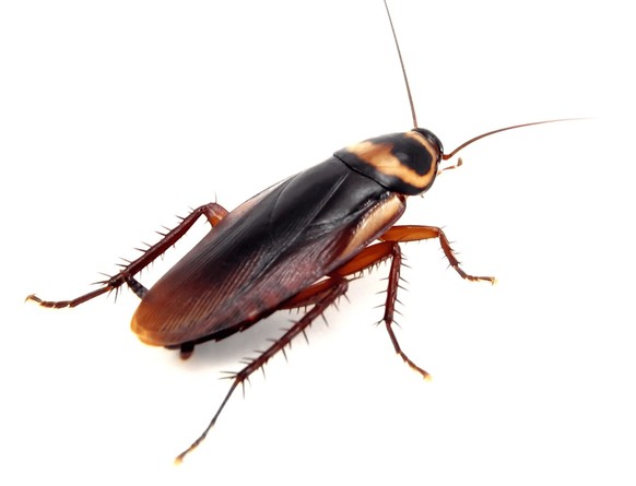 La blatte américaine est plus grande que la blatte germanique indigène.