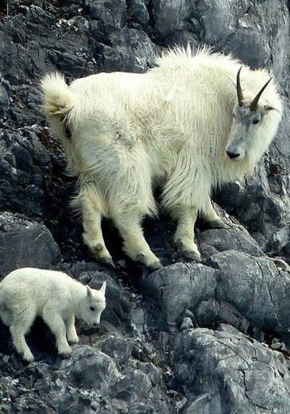 cute news tier bergziege

https://ch.pinterest.com/pin/AX4F57KTohs81_CnajJ0u4ymVJS3xBbnpORTPkROy3JNUcz4Ao8-H-M/