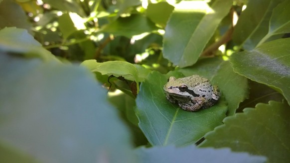 cute news animal tier frog frosch

https://imgur.com/t/frog/K8wAACX