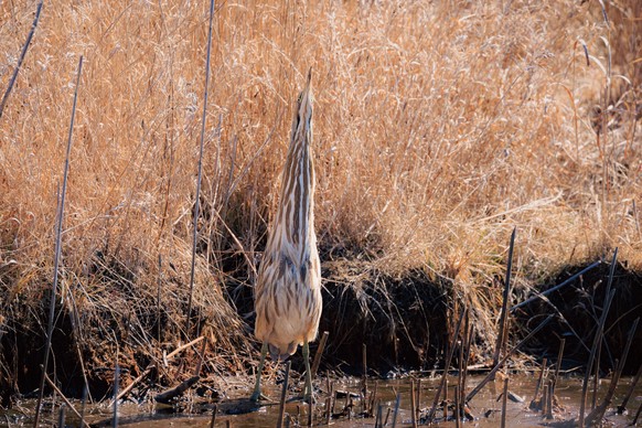 cute news tier vogel Schwarzbart-Rohrdommel

https://www.reddit.com/r/birds/comments/1j3g24h/what_bird_is_this/