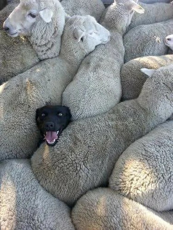 cute news tier hund schafe

https://www.reddit.com/r/aww/comments/7281ve/doggo_trapped_in_some_sheps/