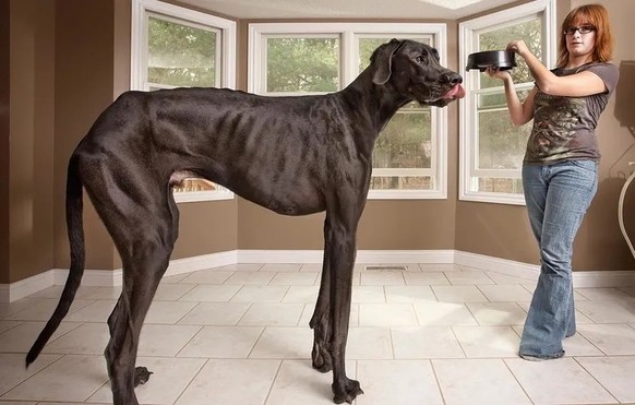 Zeus, der grösste Hund der Welt

https://www.guinnessworldrecords.com/world-records/tallest-dog-ever