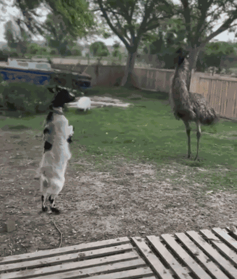 GIF animé