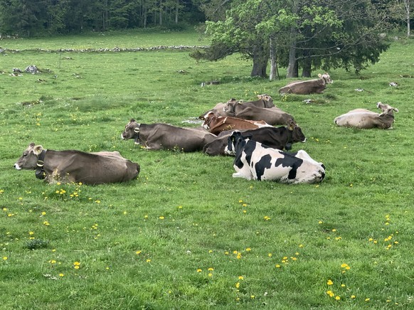 Des vaches aux Cernets. à 1200 mètres.
