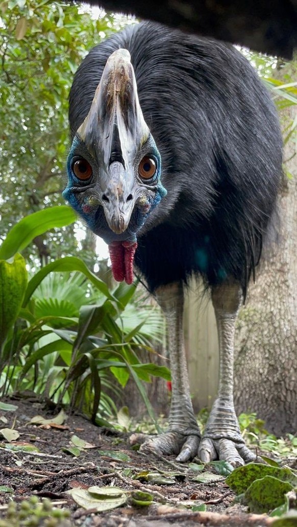 cute news tier emu 

https://ch.pinterest.com/pin/1121888957174753226/