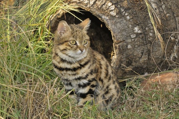 Chat aux pattes noires (Felis nigripes), Afrique du Sud. (Photo by Dave WATTS/Gamma-Rapho via Getty Images)