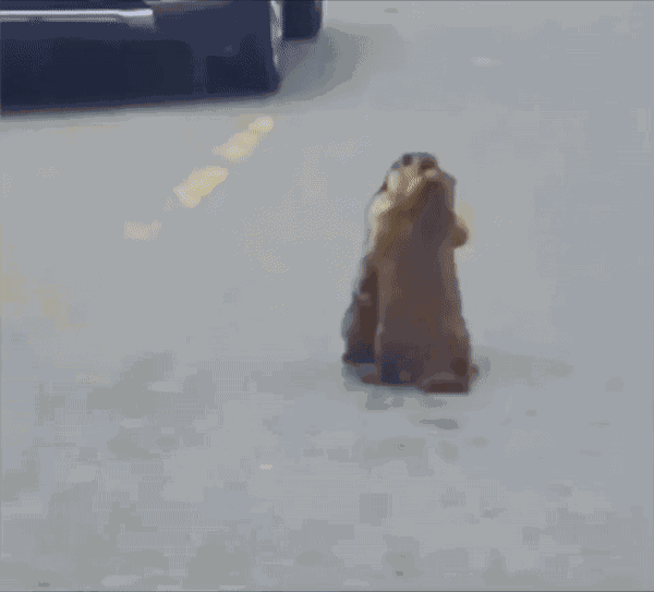 GIF animé