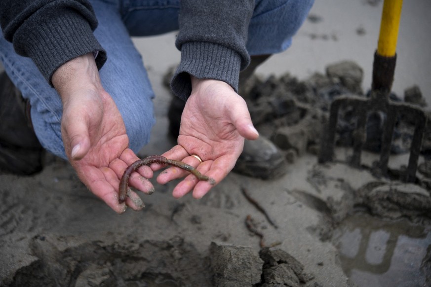French scientist and CEO of Hermarina, Franck Zal, holds a lugworm or sandworm, (Arenicola marina) along a sandy beach in Saint-Jean-du-Doigt, western France, on May 25, 2022. Hemarina, a Brittany bas ...