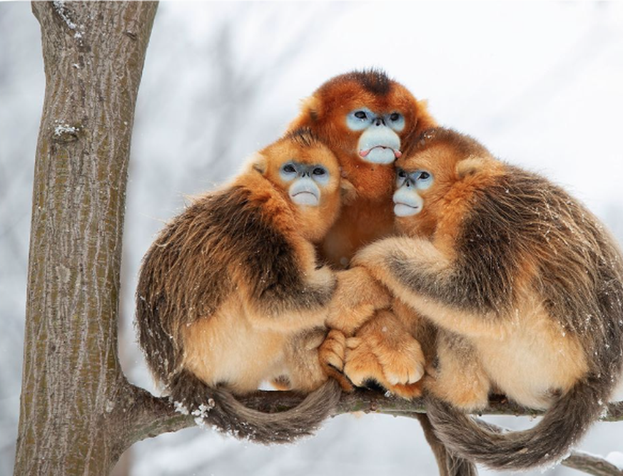 Wildlife Photographer of the Year People’s Choice Award, Goldstumpfnasen