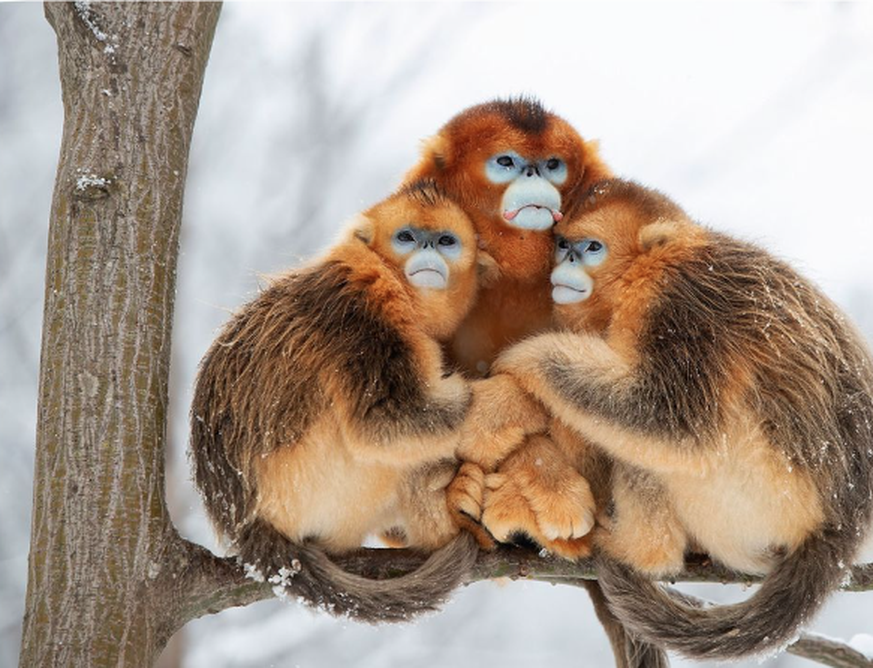 Voici Les 25 Photos D animaux Les Plus Belles De L ann e
