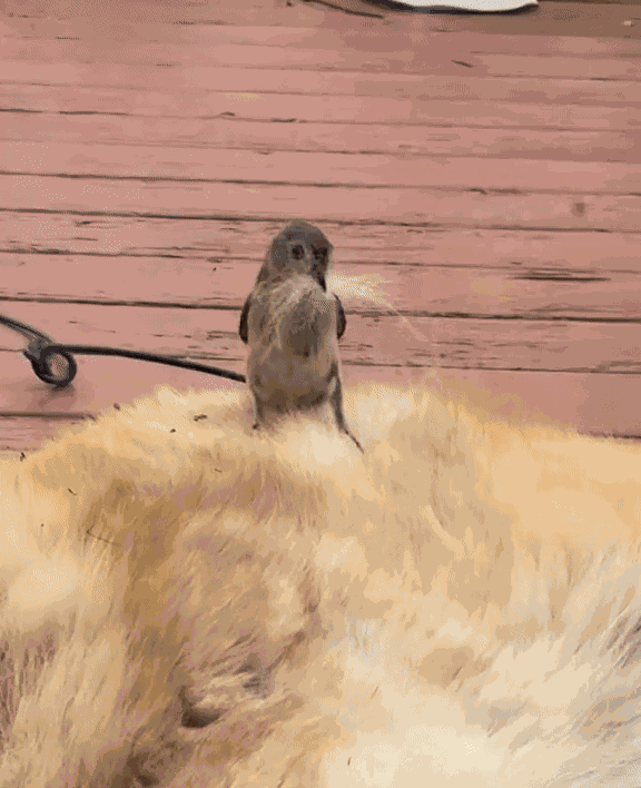 GIF animé