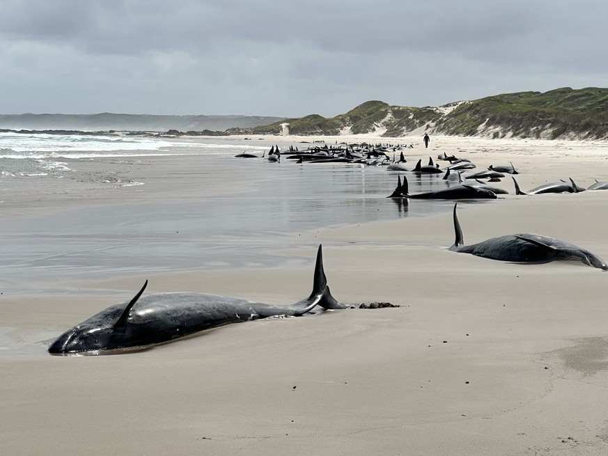 Plus de 150 dauphins s&#039;échouent sur une plage de Tasmanie
