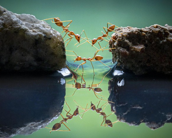 World Nature Photography Awards 2021: Behaviour - Invertebrates, 1. Platz, Chin Leong Teo, Singapore. Red ants, Indonesia.