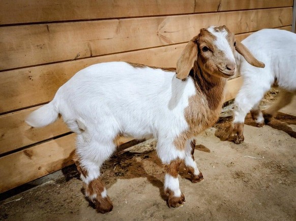 cute news animal tier goat 

https://imgur.com/t/animal/T9425xr