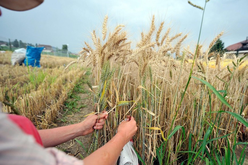 Météo pourrie: «L'année céréalière s’annonce mauvaise»