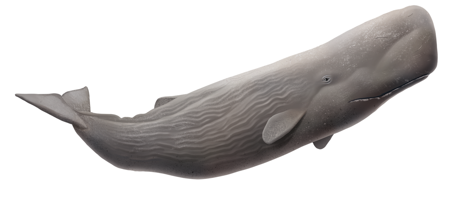 Du XVIIIe au XXe siècle, le cachalot a été amplement chassé par l’industrie baleinière mondiale pour exploiter sa graisse, sa chair et particulièrement le spermaceti (substance grasse extraite de la c ...