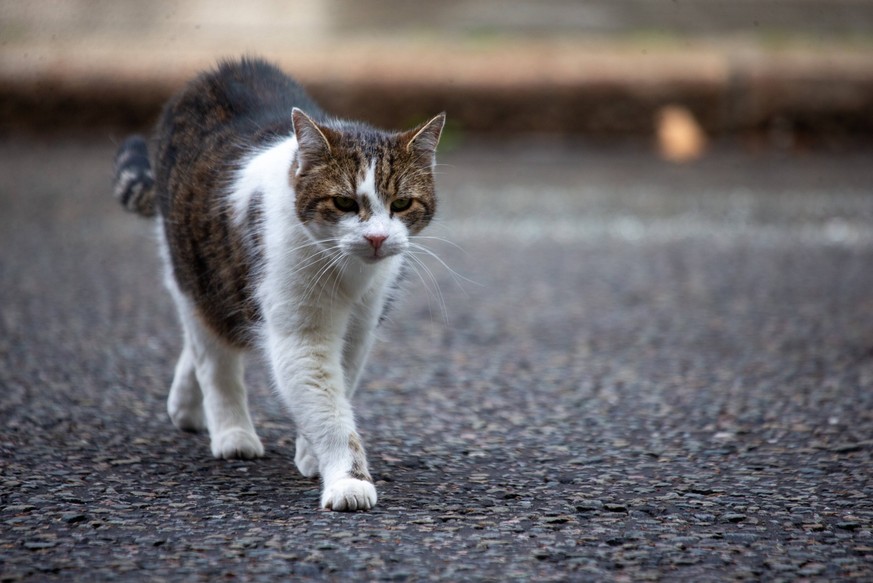 Voici combien ça peut vous coûter de renverser un chat en Suisse
