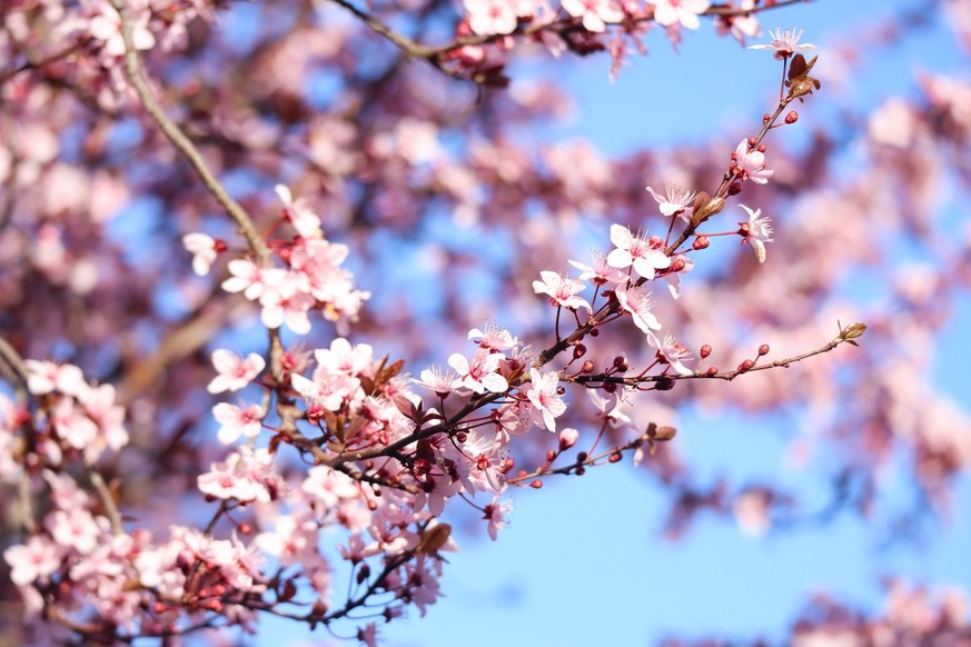Printemps 2024: c'est l'équinoxe de printemps 2024 ce mercredi 20 mars