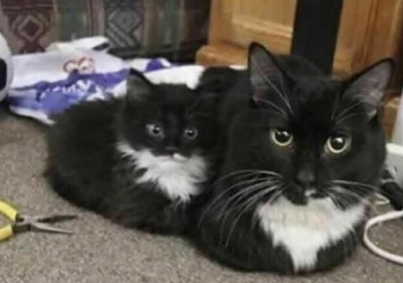 cute news tier katze

https://www.reddit.com/r/CatsBeingCats/comments/1indktd/a_cat_and_a_lowercase_cat/