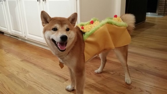 des shiba inus trop mignons!