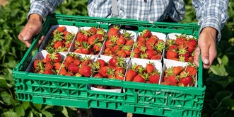 Aldi renonce à la pub pour les fraises étrangères: et Migros et Coop?