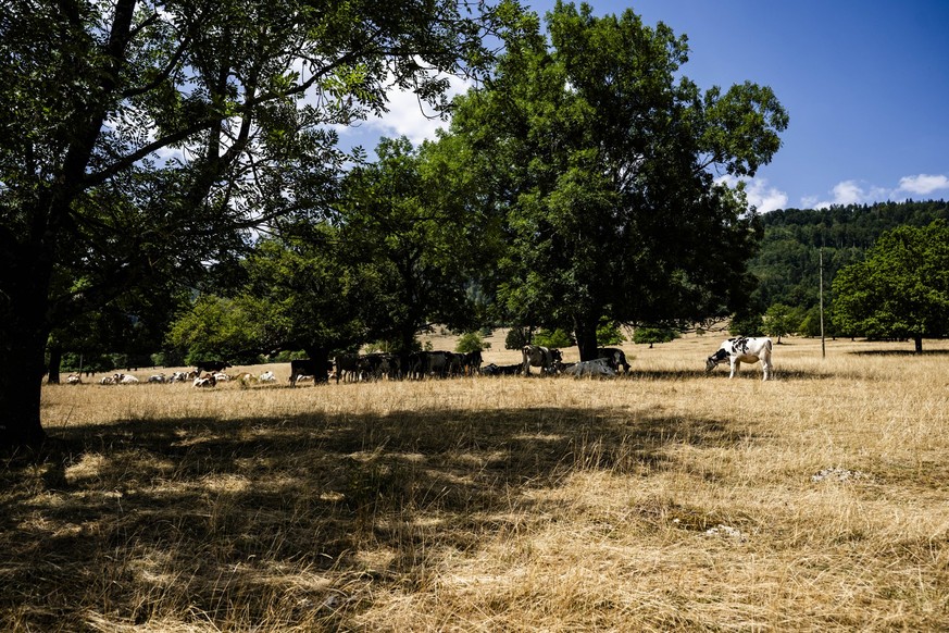 Des vaches cherchent de l'ombre sous les arbres dans une prairie jaunit par le soleil lors d'une journee de secheresse le mercredi 29 juillet 2026 a Boecourt dans le canton du Jura. (KEYSTON ...