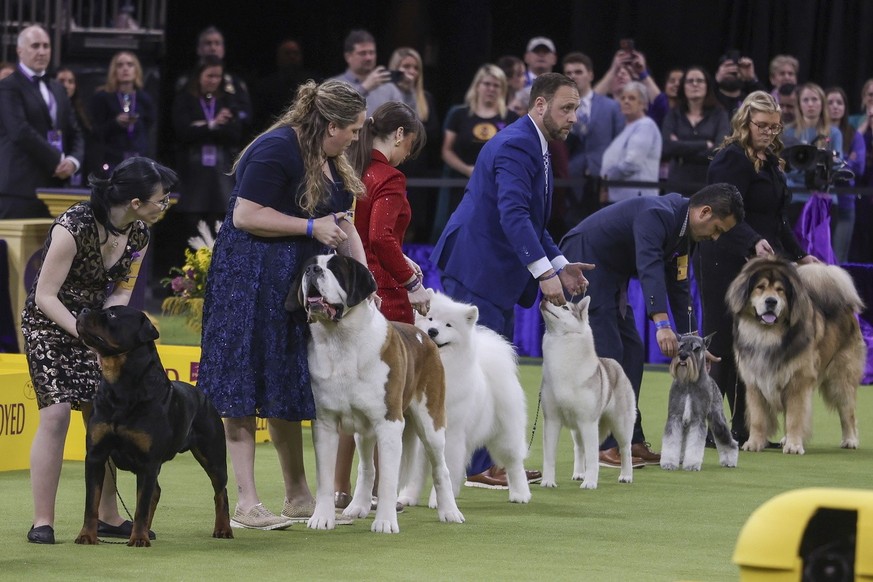 Le Westminster Dog Show 2025