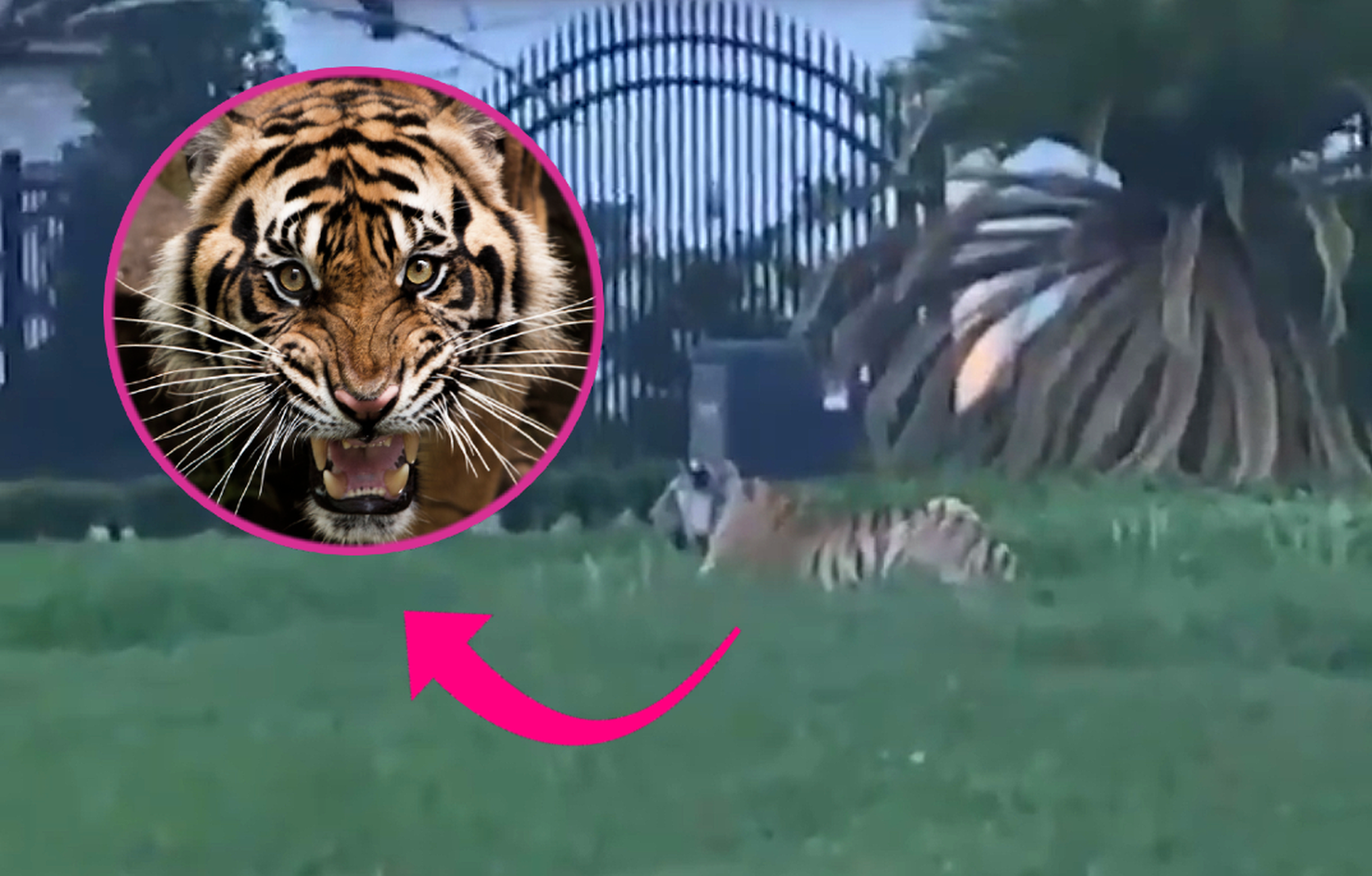 Un tigre se balade au clame dans le Texas et sème la panique. watson