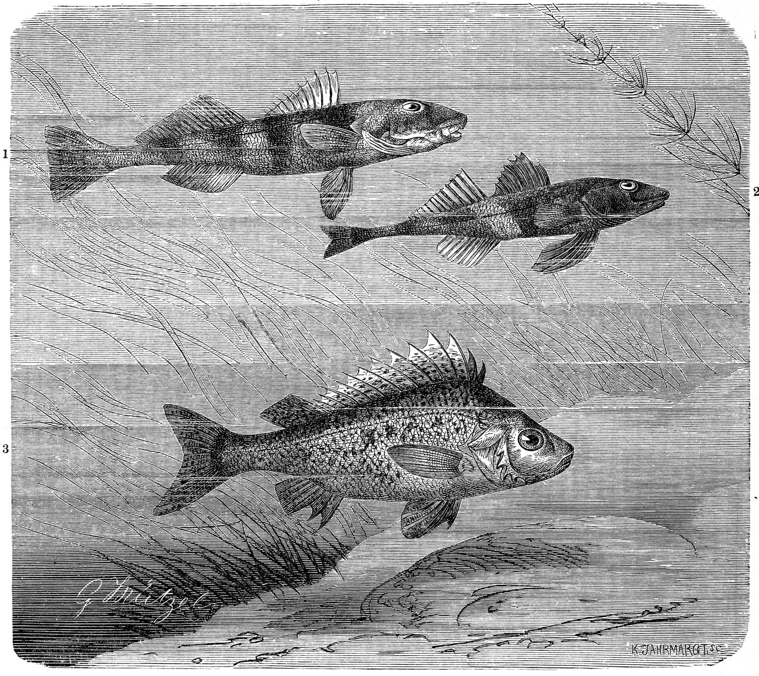 Gravure du 19e siècle. Les deux poissons en haut sont des aprons et le dernier une grémille.