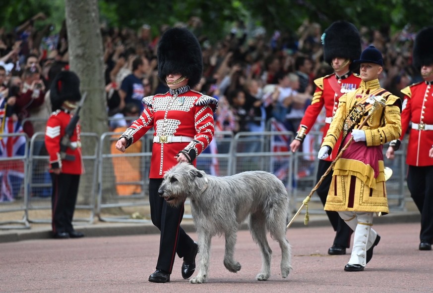 Wolfhound 'Turlough M' (C), the Regimental Mascot of the Irish Guards marches for the 'Trooping the Colour' parade during the Platinum Jubilee of Britain's Queen Elizabeth II, ...