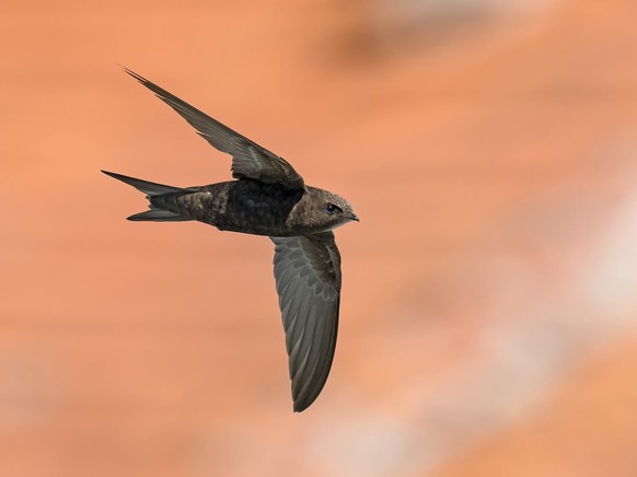 Aucun être vivant n’a poussé aussi loin l’adaptation au milieu aérien que le Martinet noir: non seulement ses activités diurnes ont lieu dans les airs, aussi bien la toilette que l’accouplement, mais  ...