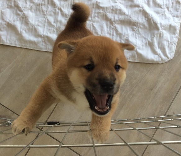 des shiba inus trop mignons!