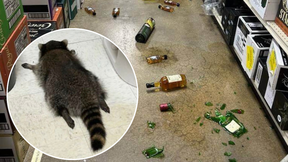 Ce raton-laveur n'aurait jamais dû commencer à siffler des bouteilles de bourbon.