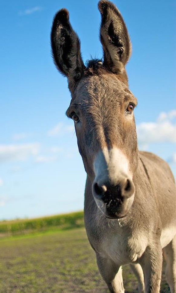 cute news animal tier esel donkey

https://imgur.com/t/donkey/IWbrFvs