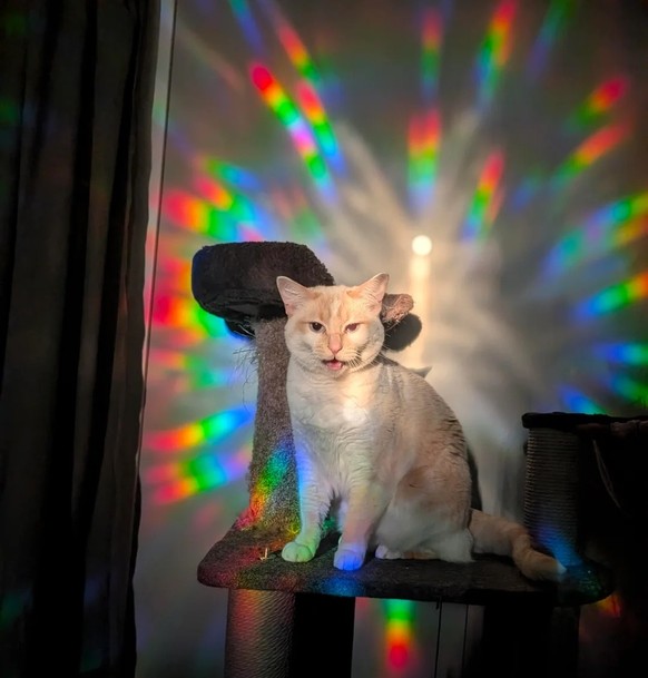 Katze Regenbogen