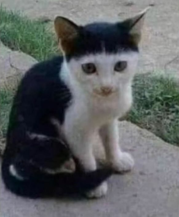 cute news tier katze

https://www.instagram.com/p/C5YPP7FLVn0/