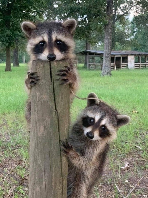 cute news tier raccoon waschbär

https://ch.pinterest.com/pin/1121888957169119479/